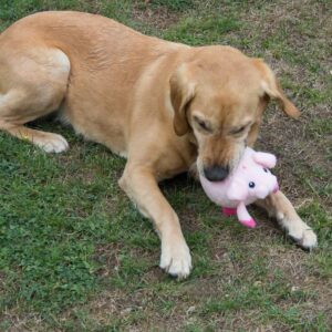 888787878 Igračka za Pse 1